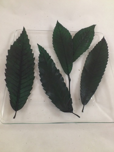 Chestnut Leaf colored green 300-350 gr.